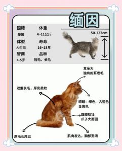 饮食控盐少生肉，洗澡不宜过频，避免常出门，保持猫砂盆清洁（养英短猫十大禁忌）
