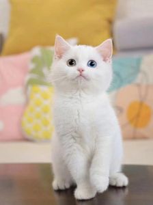 英短温顺，异短扁脸，东短优雅（白色短毛猫猫是什么品种）