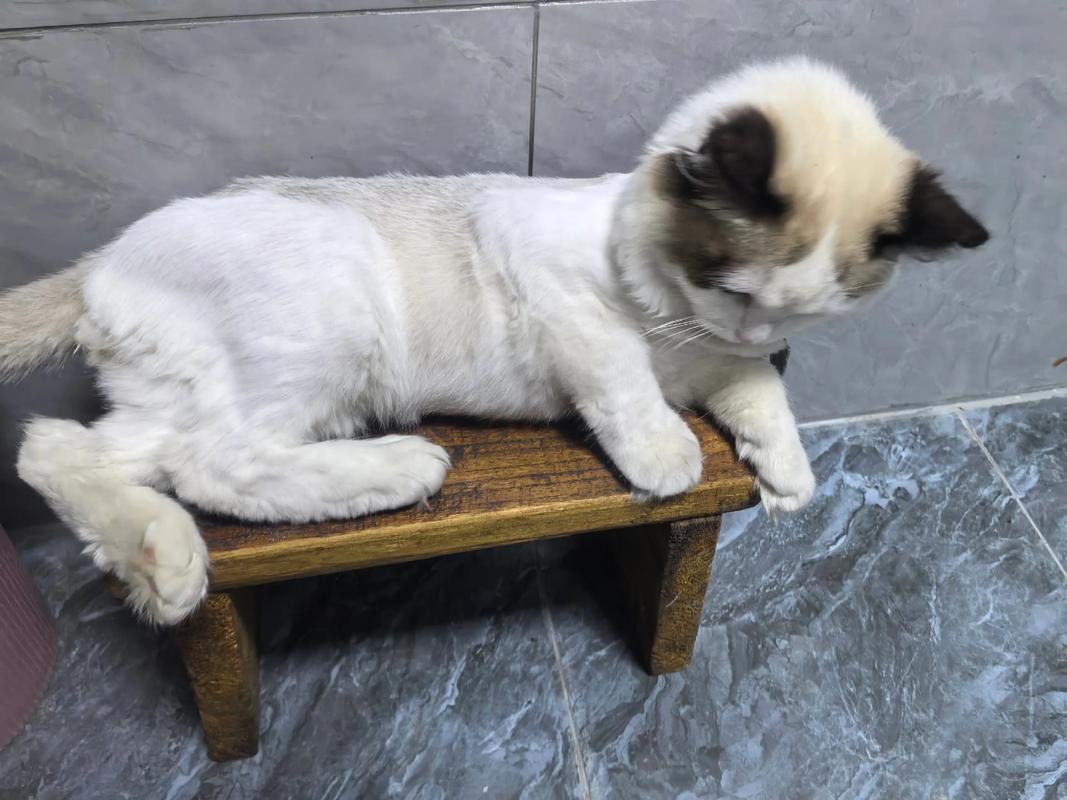 布偶猫毛发护理很重要，别剃毛，梳理好更健康！（布偶猫可以剃毛么）