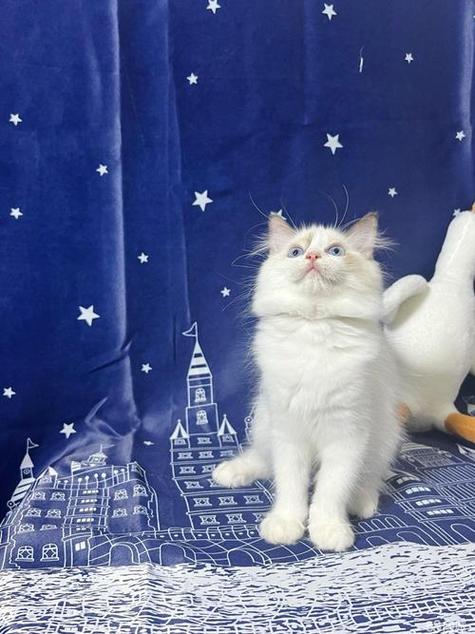 波斯猫瞳孔颜色多变，反映情绪与健康状况（波斯猫瞳孔颜色照片）