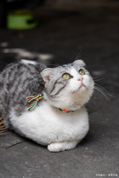 假折耳猫不是纯种猫（什么是假折耳猫）