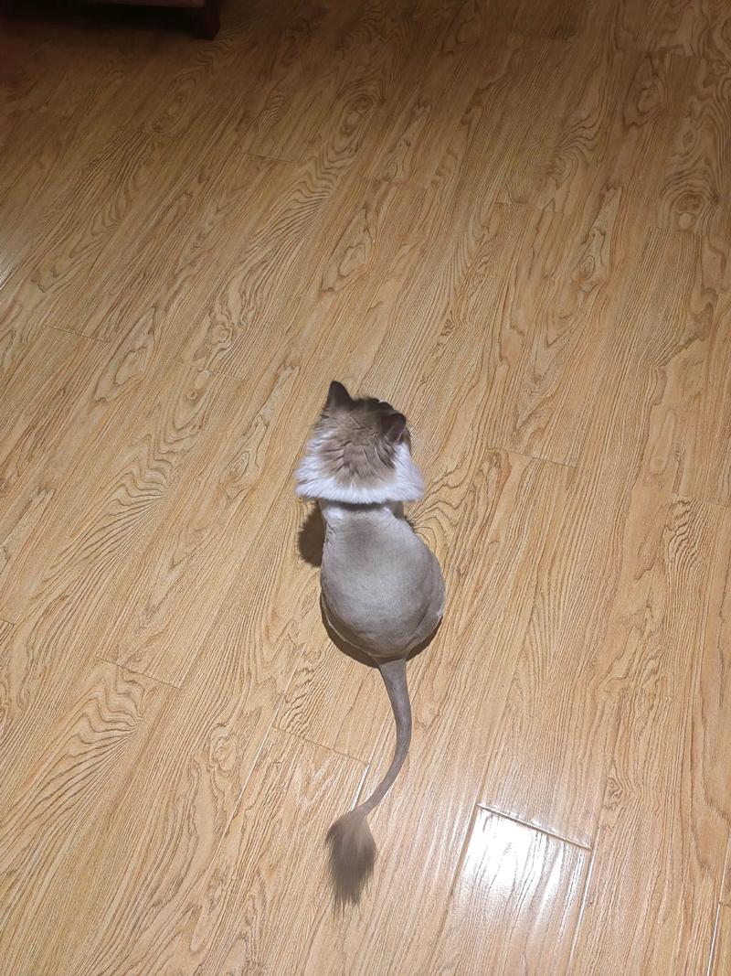 不建议剃猫毛，小心中暑晒伤！（猫咪夏天剃毛好不好）
