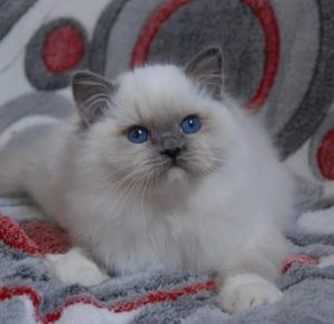布偶猫价格差异大，颜色血统影响大（布偶猫什么颜色最贵）