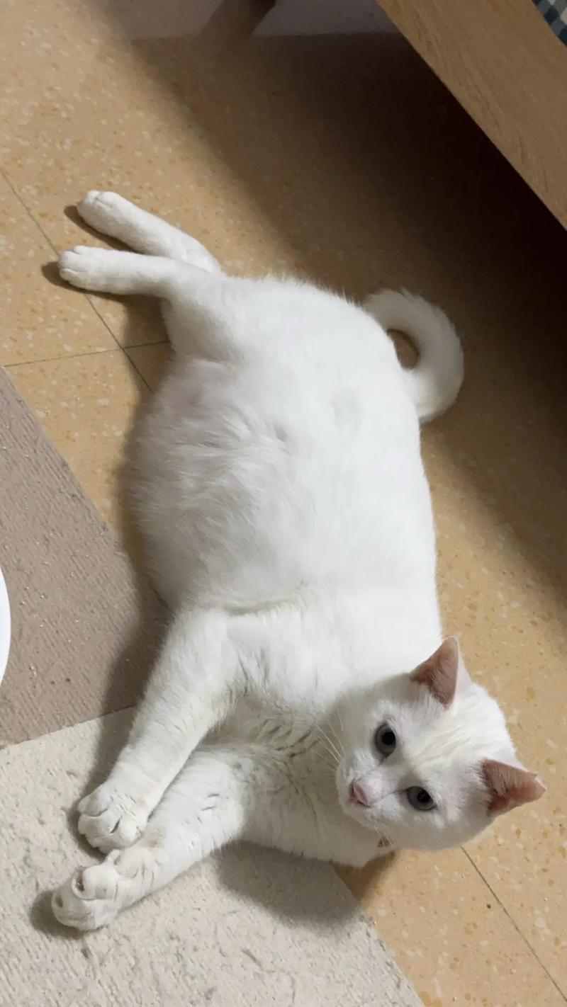 街头英短猫，黑白优雅照（白色短毛猫街头照片）