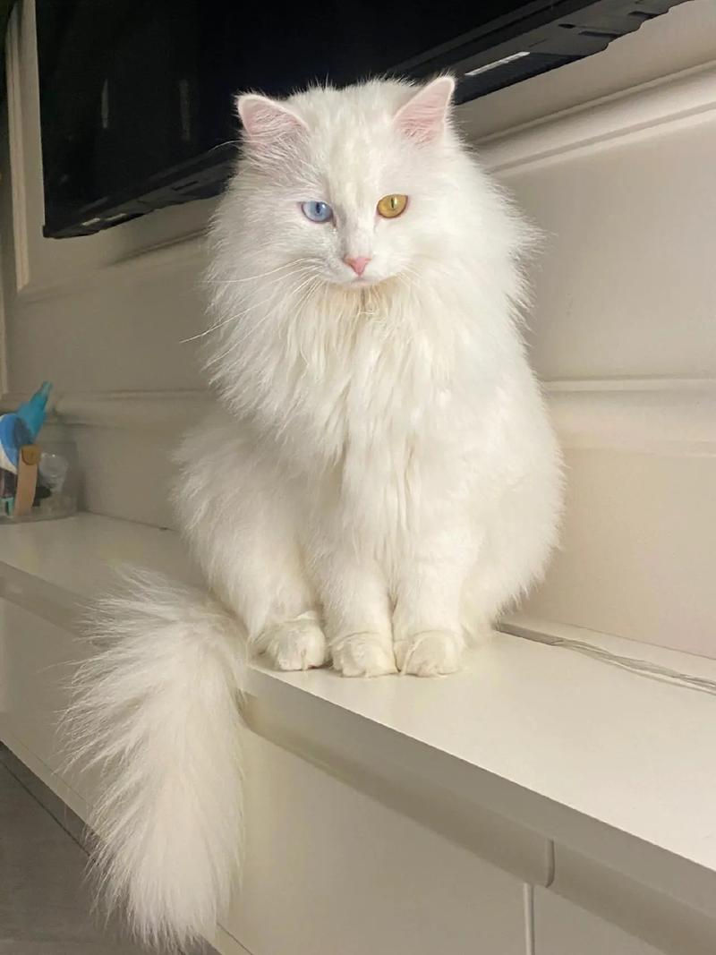 慵懒神秘猫咪的文化魅力（波斯猫它眯着双眼）