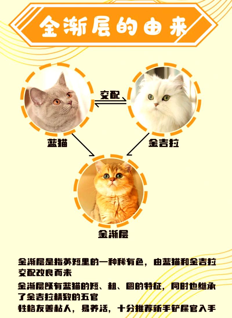 优雅活泼，忠诚独立（金渐层猫的优点和缺点）