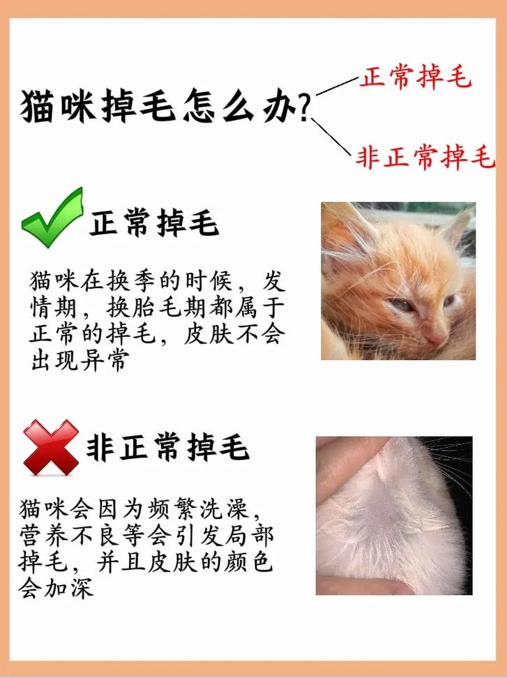 梳猫防掉毛，养猫好帮手（猫咪掉毛怎么办最有效的方法）