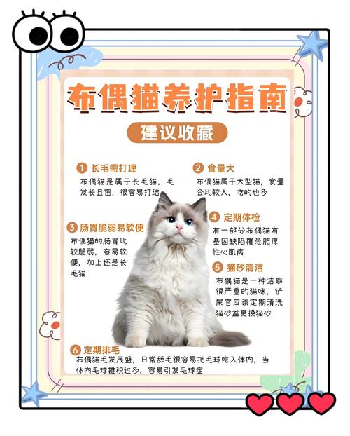 养布偶猫要注意这几点，科学爱猫远离烦恼（养布偶猫十大禁忌）