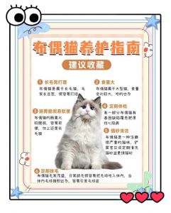 养布偶猫要注意这几点，科学爱猫远离烦恼（养布偶猫十大禁忌）