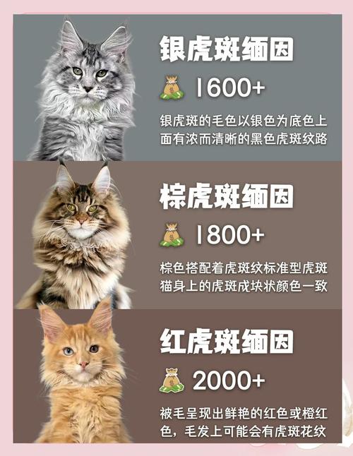 缅因猫颜色价格差异大，浅银最贵超3万！（缅因猫什么颜色最贵）