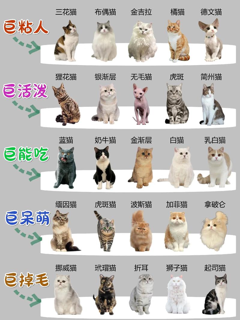温顺到优雅，总有一款适合你（宠物猫的品种大全排行）