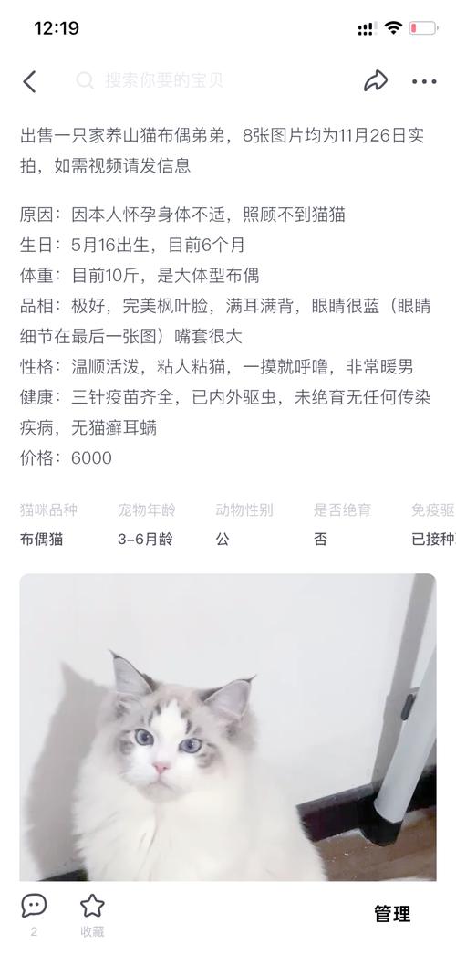 布偶猫价格差异大，低价猫或有健康隐患（猫布偶多少钱一只）