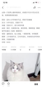 布偶猫价格差异大，低价猫或有健康隐患（猫布偶多少钱一只）