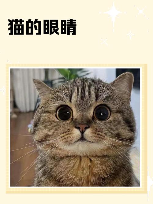 白猫中的独特风景（眼睛不一样的猫图片）