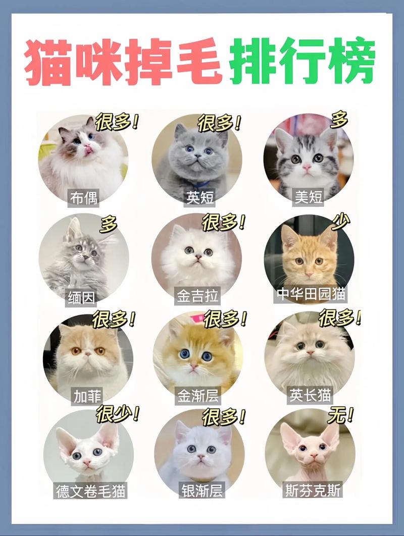 猫咪换季掉毛多？营养压力都可能导致，看这里！（猫咪啥时候换毛）