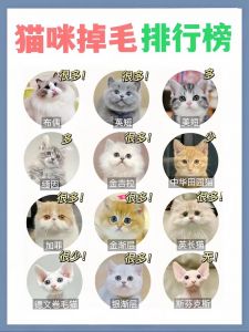 猫咪掉毛多？品种差异大！（掉毛最严重的猫排名）