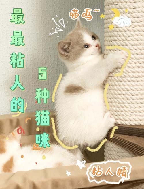 英短美短金渐层等（什么猫粘人听话又好养）