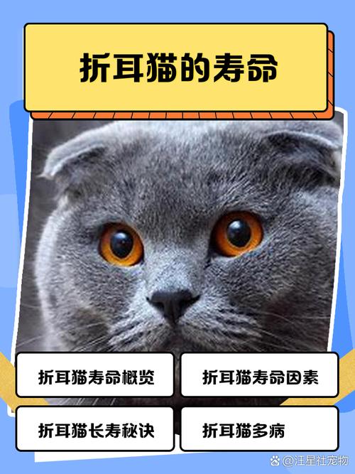 折耳猫寿命10-15年，注意关节健康多呵护（梨花折耳猫能活几年）