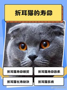 折耳猫寿命10-15年，注意关节健康多呵护（梨花折耳猫能活几年）
