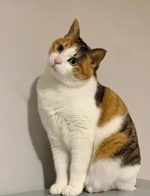 独特外表与性格的完美结合（三花猫的眼睛一般是什么颜色）