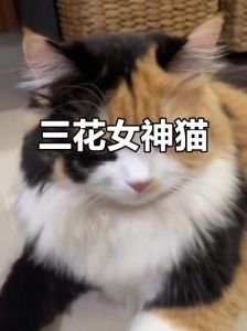 独特拼色美，性格也甜美！（三花猫为什么是猫界美女）