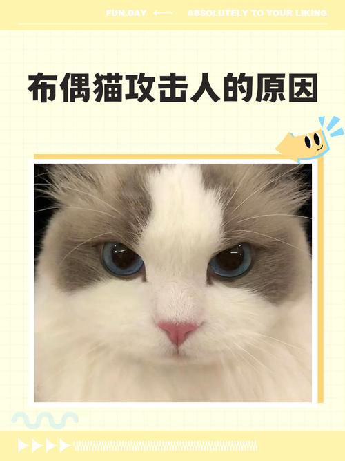 猫咪攻击怎么办？了解原因，正确互动防冲突（布偶猫老想攻击我为什么）