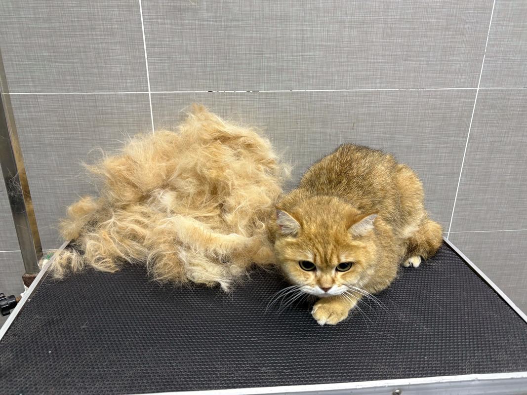 猫咪除浮毛，多久梳一次？（猫咪多久除一次浮毛）