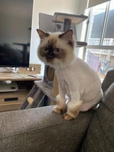 胖橘剃毛一个月新毛长齐，快慢因猫种（猫剃毛一个月后样子）