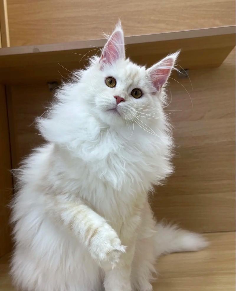 安哥拉英短异国布偶德文卷毛（白色毛的猫都有什么品种）