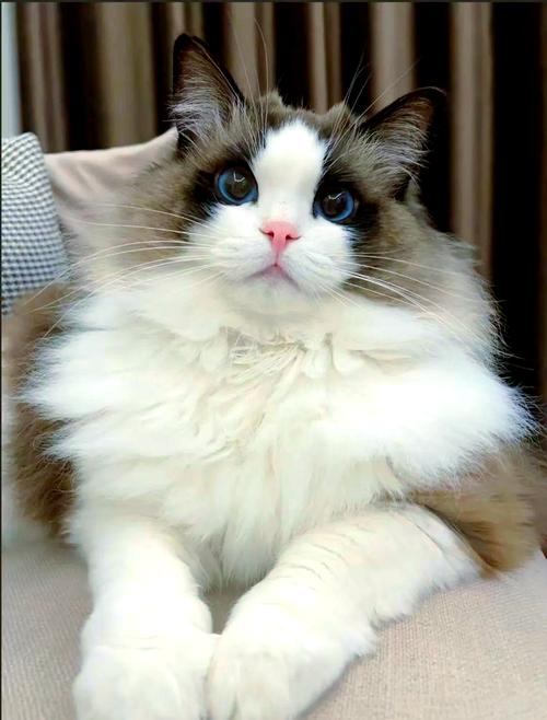 布偶猫温顺好养，日常打理有妙招（猫中贵族布偶猫）