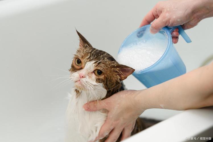 猫咪洗澡多久一次？因猫而异，别太频繁！（宠物猫多久洗一次澡才是正确的）
