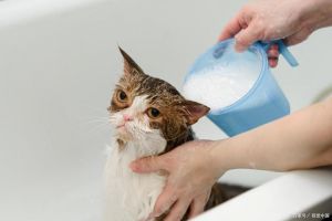 猫咪洗澡多久一次？因猫而异，别太频繁！（宠物猫多久洗一次澡才是正确的）
