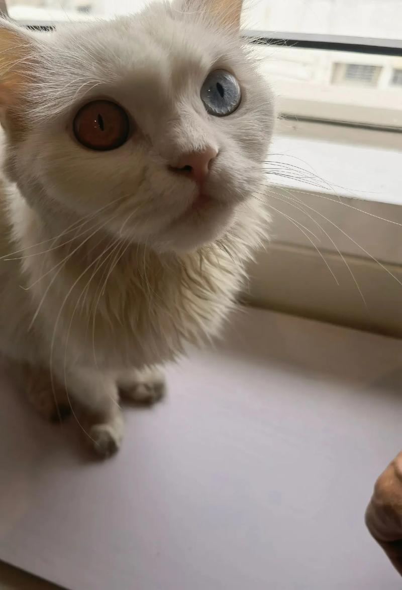 天生一对不一样？（猫两只眼睛颜色不一样是什么猫）