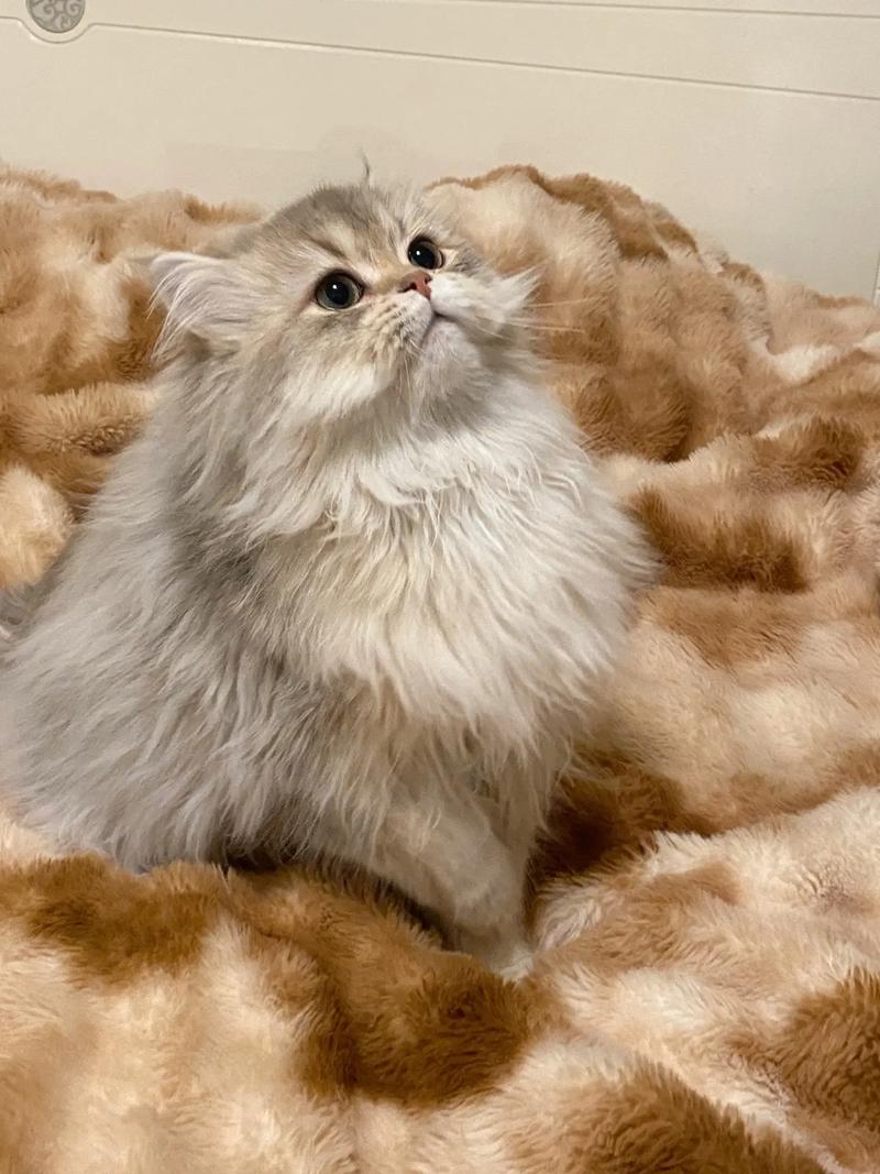 贵族猫咪，温顺美丽，养护需用心（金吉拉算不算贵族猫）