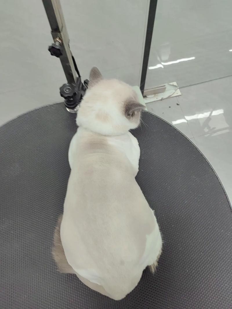 剃毛伤猫？短毛猫夏季别剃，科学养猫听兽医（短毛猫可以剃毛么）