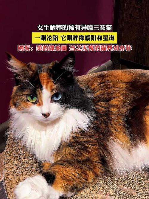 三色毛蓝绿眼，体型小巧性格温顺（图片中三花猫的眼睛是什么颜色）