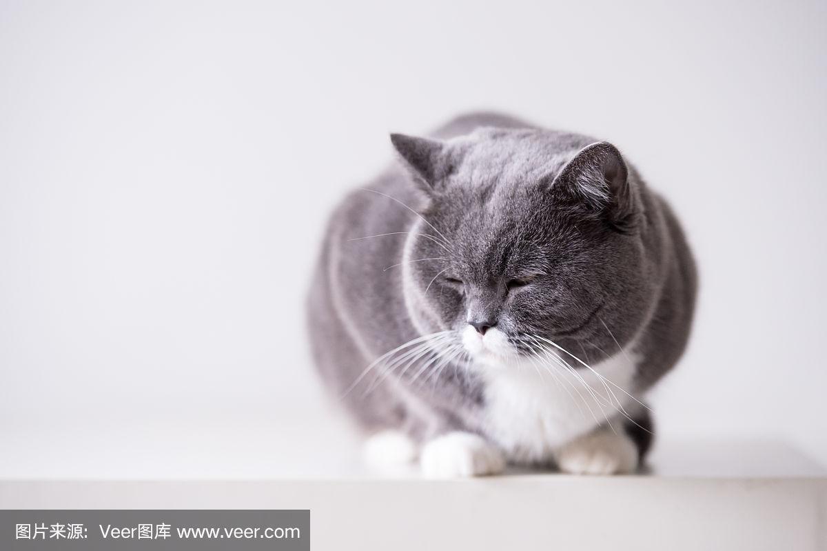 灰色猫不都一样？分清品种看脸型毛发！（灰色波斯猫图片）