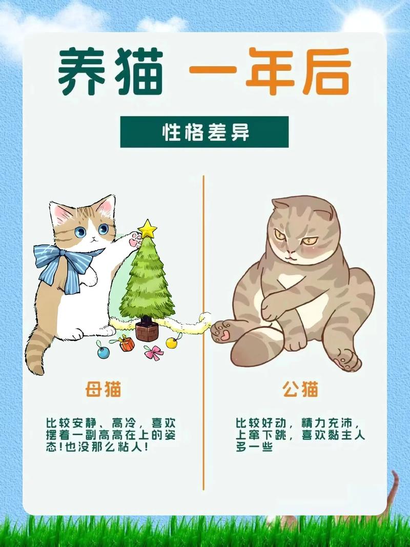 缓解孤独但责任重大（养两只猫的好处与坏处）