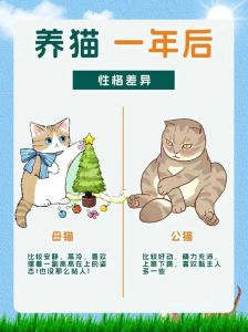 缓解孤独但责任重大（养两只猫的好处与坏处）