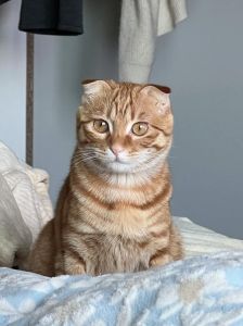 AI猫与男孩的奇幻同居，治愈你的心！（关于折耳猫的电视剧）