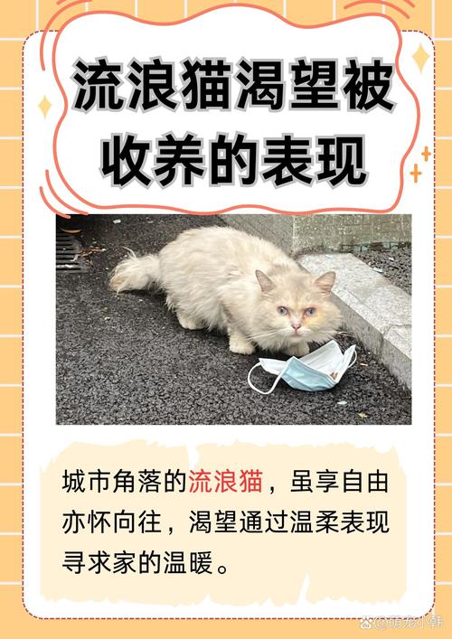 流浪猫认主慢需耐心互动（流浪猫养多久才认主人）
