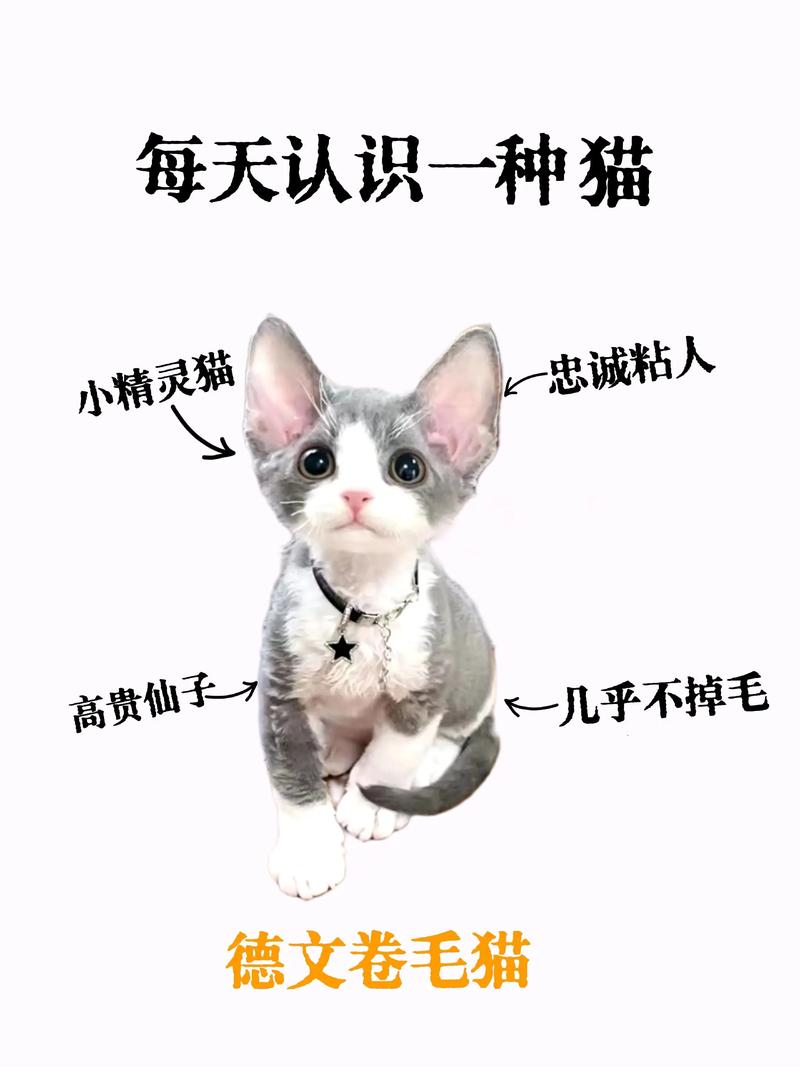 德文猫粘人贵难养，破坏力惊人？（德文猫让我彻底讨厌猫了）
