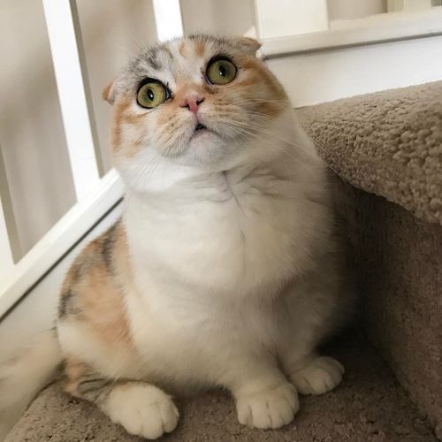 活泼好奇三花猫，性格独立爱淘气（三花折耳猫的习性）
