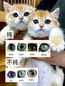 猫咪看世界偏蓝绿，动态最敏感（猫眼睛能看见什么颜色）