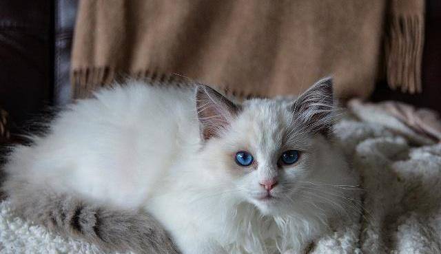 母猫发情嚎叫乱蹭？试试绝育吧！（养的母布偶猫发情应该怎么做）