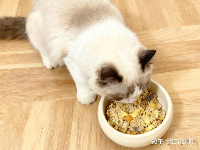 猫咪天然饮食，护肝护肾好帮手（家里诱猫用什么食物效果最好）