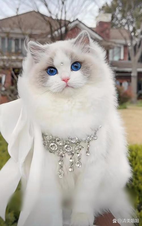 波斯猫眼睛颜色多，异瞳添魅力，但健康需关注（波斯猫眼睛真实图片）