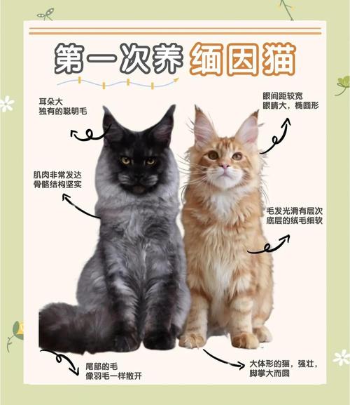 高蛋白与健康喂食技巧（缅因猫最爱吃的6种东西）