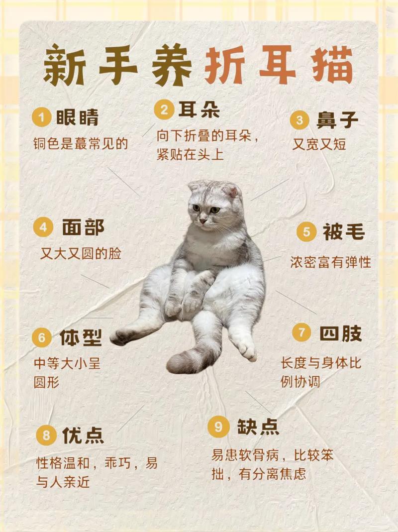 警惕！养折耳猫终身疼痛+高额医药费（折耳猫为什么不能养）