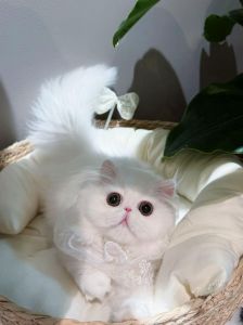 波斯猫和加菲猫的区别（加菲属于波斯猫吗）